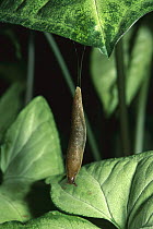 Grey Garden Slug (Derocerasreticulatum) using slime to lower itself on to a leaf in an urban garden, Portland, Oregon