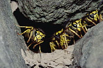 Yellowjacket (Vespinae) group guarding nest entrance, North America
