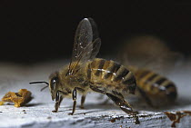 Honey Bee (Apis mellifera) pair fanning wings, North America
