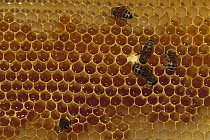 Honey Bee (Apis mellifera) group feeding on honeycomb, North America