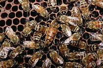 Honey Bee (Apis mellifera) group with queen on honeycomb, North America
