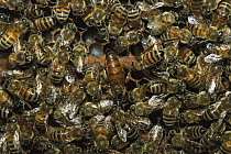 Honey Bee (Apis mellifera) swarm surrounding Queen in hive, North America