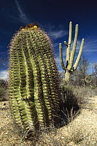Saguaro (Carnegiea gigantea) with Fishhook Barrel Cactus (Ferocactus wislizenii) in the foreground, Sonoran Desert, Arizona
