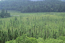 Spruce and deciduous trees advancing into former Beaver pond, display of wetlands succession, Algonquin Provincial Park, Ontario, Canada