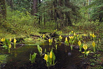 Western Skunk Cabbage (Lysichiton americanum) in old growth temperate rainforest, Misty Fjords National Monument, Alaska