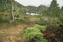 Old growth Muskeg temperate rainforest surrounding peat bog on Revillagigedo Island, Tongass National Forest, Alaska