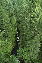 Oneonta Creek, Columbia Gorge National Scenic Area, Mt Hood National Forest, Oregon