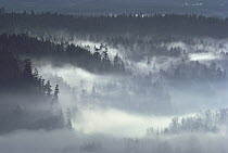 Morning fog blanketing Queets River Valley, Olympic National Park, Washington