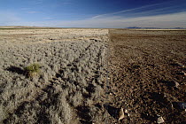 Fence separating an over-grazed pasture from native Chihuahuan Desert grassland, near Hatch, New Mexico