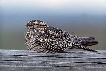 Common Nighthawk (Chordeiles minor) resting on fence, northern Great Plains
