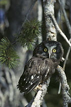 Boreal Owl (Aegolius funereus) perched in tree, North America