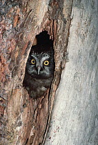 Boreal Owl (Aegolius funereus) peeking out from nest in tree trunk, North America