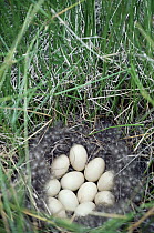 Blue-winged Teal (Anas discors) eggs in nest, Malheur National Wildlife Refuge, Oregon