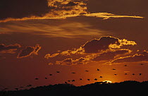 Sandhill Crane (Grus canadensis) flock flying along the central flyway silhouetted at sunset, North America