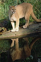 Mountain Lion (Puma concolor) standing on log at water's edge, North America