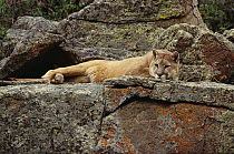 Mountain Lion (Puma concolor) lounging on rocks, North America