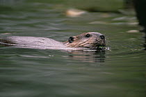 American Beaver (Castor canadensis) swimming, North America