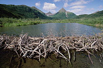 American Beaver (Castor canadensis) dam, Silver Horn Creek, Lake Silver Horn, Wood River, Wood-Tikchik State Park, Alaska