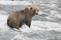 Grizzly Bear (Ursus arctos horribilis) wading in rapids, McNeil River Sanctuary, Alaska