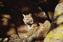 Bobcat (Lynx rufus) portrait on rock, North America