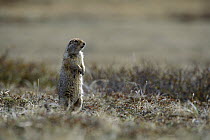Arctic Ground Squirrel (Spermophilus parryii) standing on hind legs to look for danger, Arctic National Wildlife Refuge, Alaska