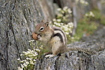 Golden-mantled Ground Squirrel (Callospermophilus lateralis) eating pine cone, North America