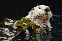 Sea Otter (Enhydra lutris) portrait in Kelp, Pacific coast, North America