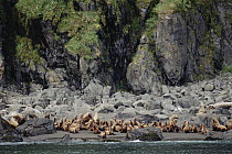 Steller's Sea Lion (Eumetopias jubatus) group on rocky shore, North Pacific