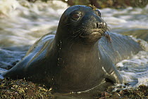 Northern Elephant Seal (Mirounga angustirostris) close-up portrait of juvenile, Ano Nuevo State Reserve, California