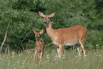 White-tailed Deer (Odocoileus virginianus) doe and fawn, North America