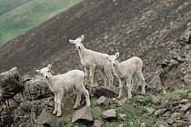 Dall's Sheep (Ovis dalli) alert trio on rocks, North America