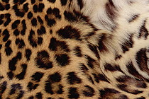 Jaguar (Panthera onca) fur, close-up of patterned detail, Washington Park Zoo, Portland, Oregon