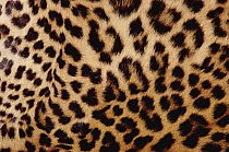 Jaguar (Panthera onca) fur, close-up of patterned detail, Washington Park Zoo, Portland, Oregon