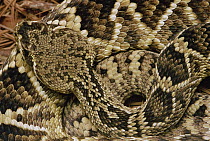Eastern Diamondback Rattlesnake (Crotalus adamanteus) top-view of head and patterned skin, southeastern United States