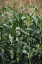 Maize (Zea mays), cultivated, Sauvie Island, Oregon