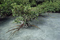 Red Mangrove (Rhizophora mangle) in shallow water, southern Florida