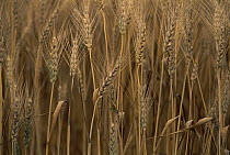 Wheat (Triticum aestivum x hybrid) cultivated, Sauvie Island, Oregon