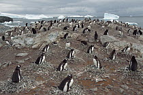 Gentoo Penguin (Pygoscelis papua) nesting colony, Port Lockroy, Wiencke Island, Antarctica Peninsula, Antarctica