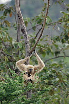 White-handed Gibbon (Hylobates lar) in tree with baby, northern Thailand