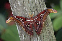 Atlas Moth (Attacus atlas) portrait, Asia