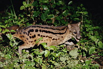 Striped Civet (Fossa fossana) side view portrait, eastern Madagascar