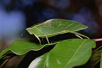 Green Leaf-mimic Katydid (Steirodon robertsorum) on leaf, Costa Rican highlands