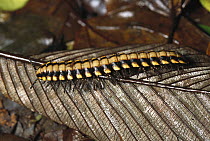 Yellow-banded Millipede (Narceus gordanus), cloud forest, Costa Rica