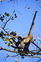 Black-handed Spider Monkey (Ateles geoffroyi) in tree eating Lobster Claw blossoms, Costa Rica