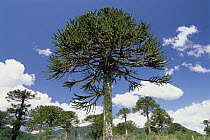 Monkey Puzzle Tree (Araucaria araucana) in landscape, Conguillio National Park, Chile