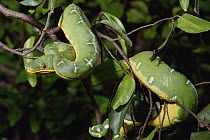 Emerald Tree Boa (Corallus caninus), Amazon Basin