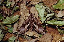 Hawk Moth (Pseudosphinx sp), Amazon Basin rainforest, Brazil