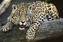 Jaguar (Panthera onca) portrait of young Jaguar, Woodland Park Zoo, Washington