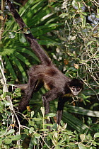 Black-handed Spider Monkey (Ateles geoffroyi), Belize