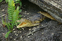 Morelet's Crocodile (Crocodylus moreletii), Belize